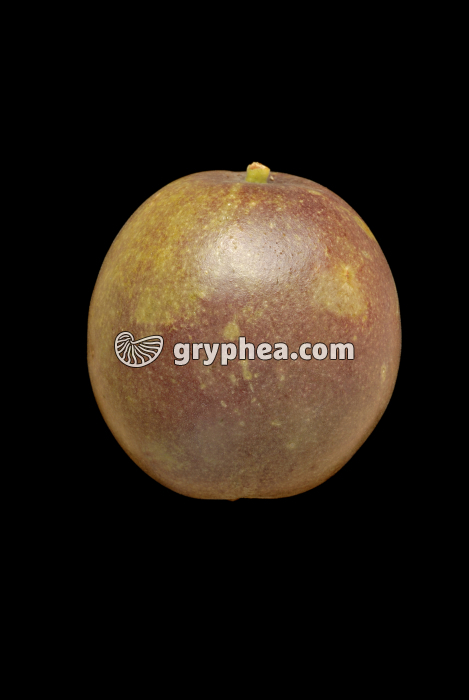 Fruit de la Passion (vue latérale) - gryphea.com